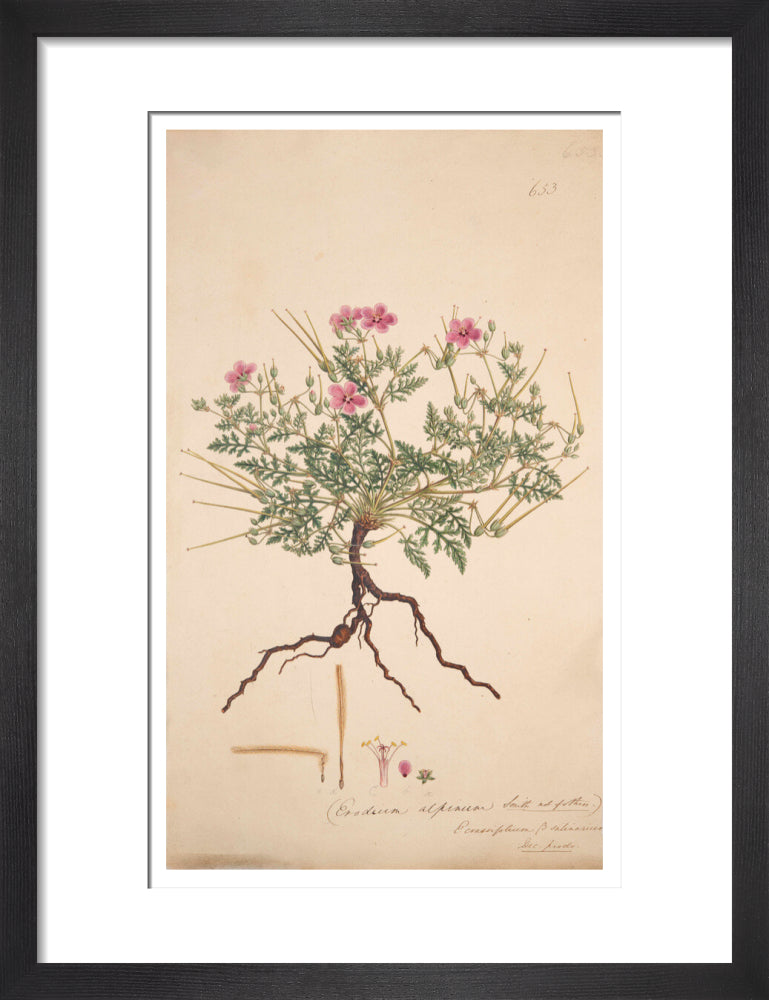 Erodium alpinum - Art print