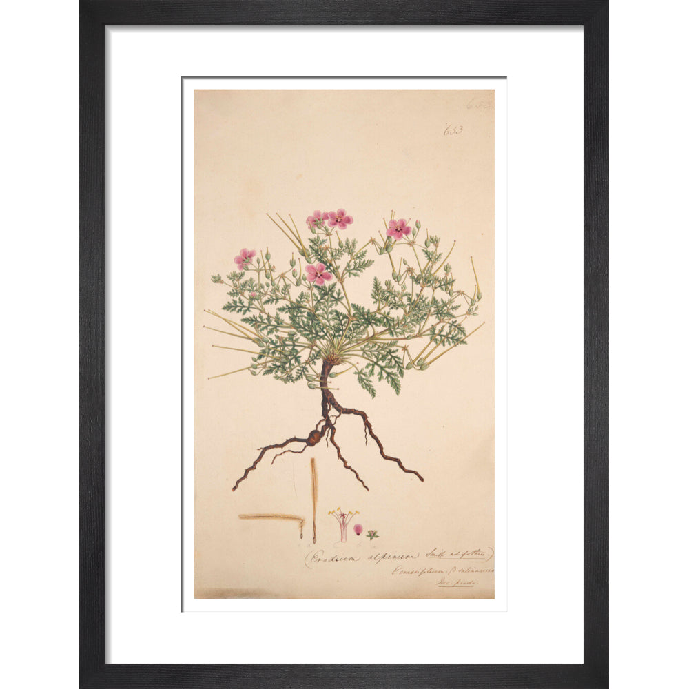 Erodium alpinum - Art print