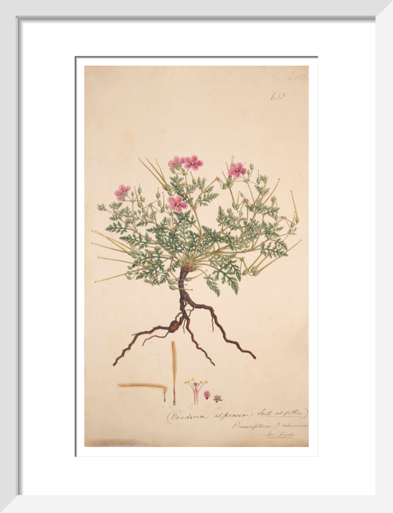 Erodium alpinum - Art print