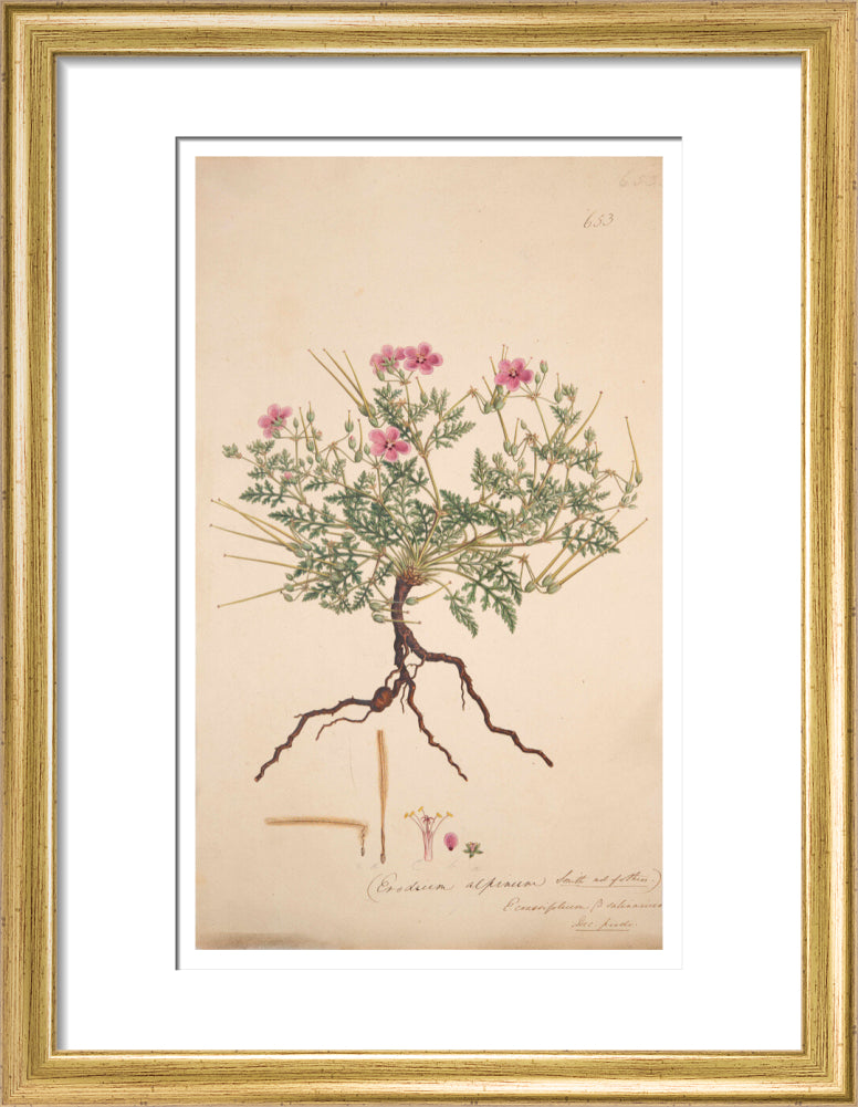Erodium alpinum - Art print