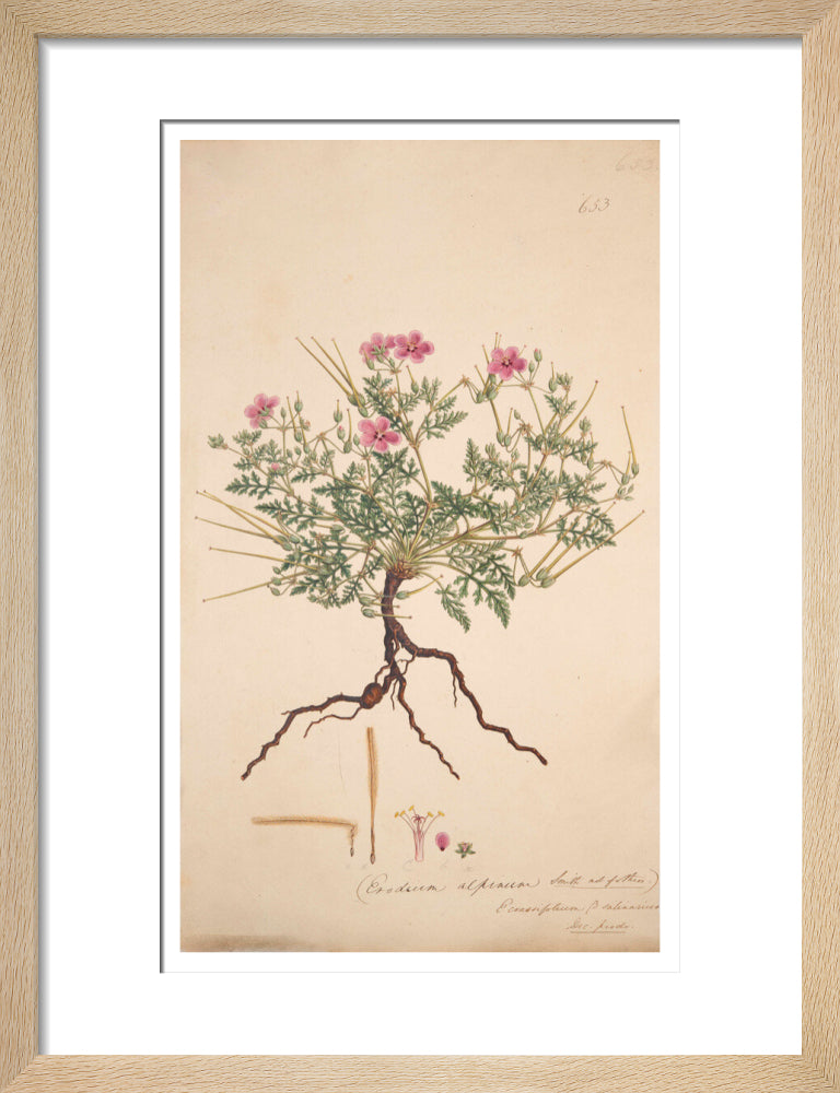 Erodium alpinum - Art print