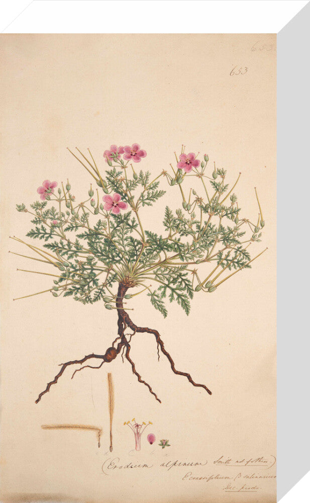 Erodium alpinum - Art print