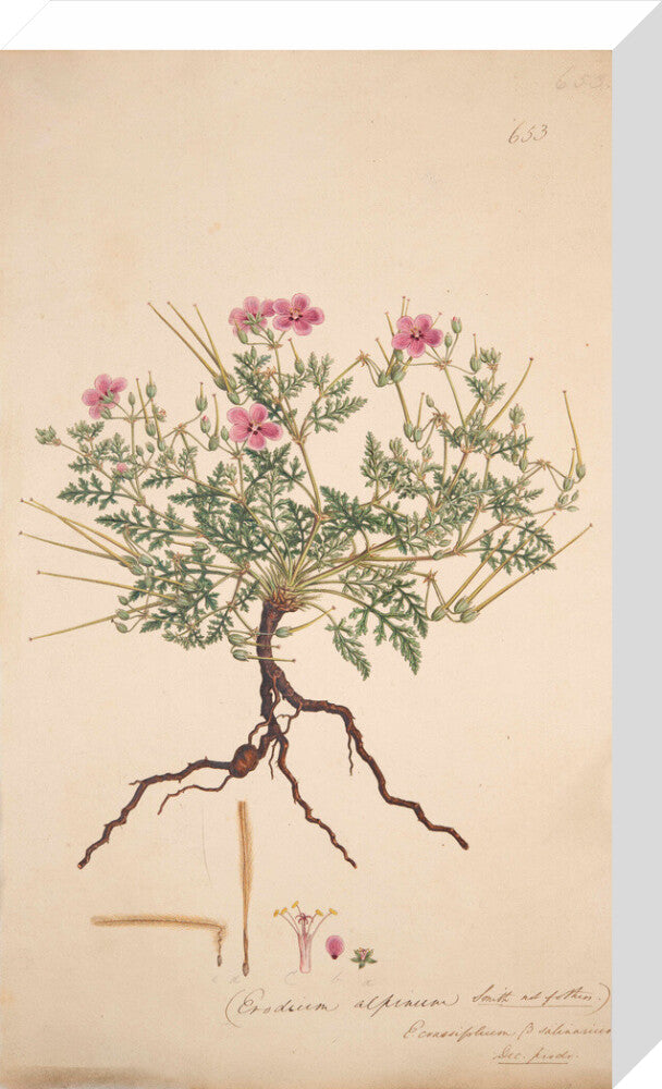 Erodium alpinum - Art print