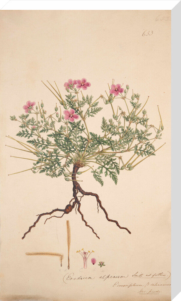Erodium alpinum - Art print