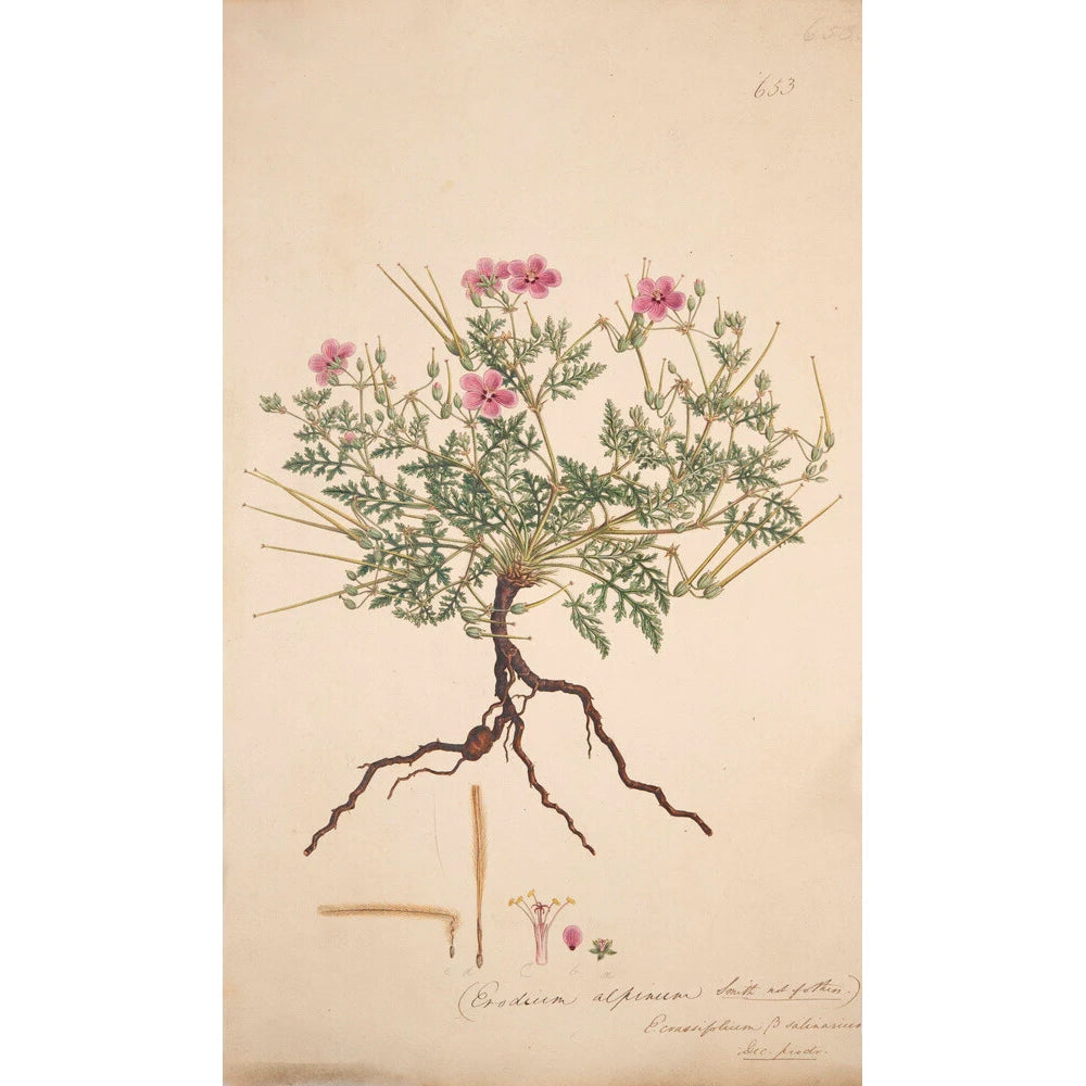 Erodium alpinum - Art print