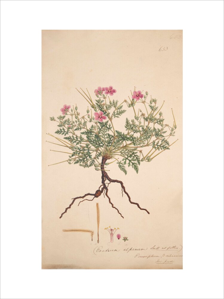 Erodium alpinum - Art print
