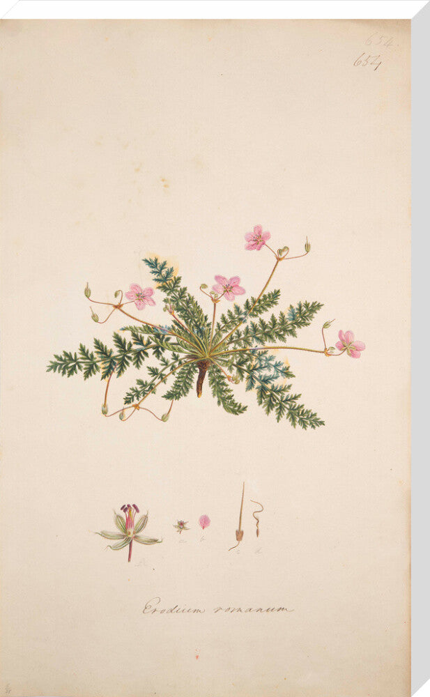 Erodium romanum - Art print