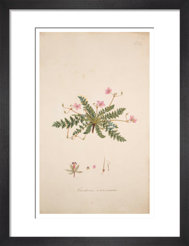 Erodium romanum - Art print