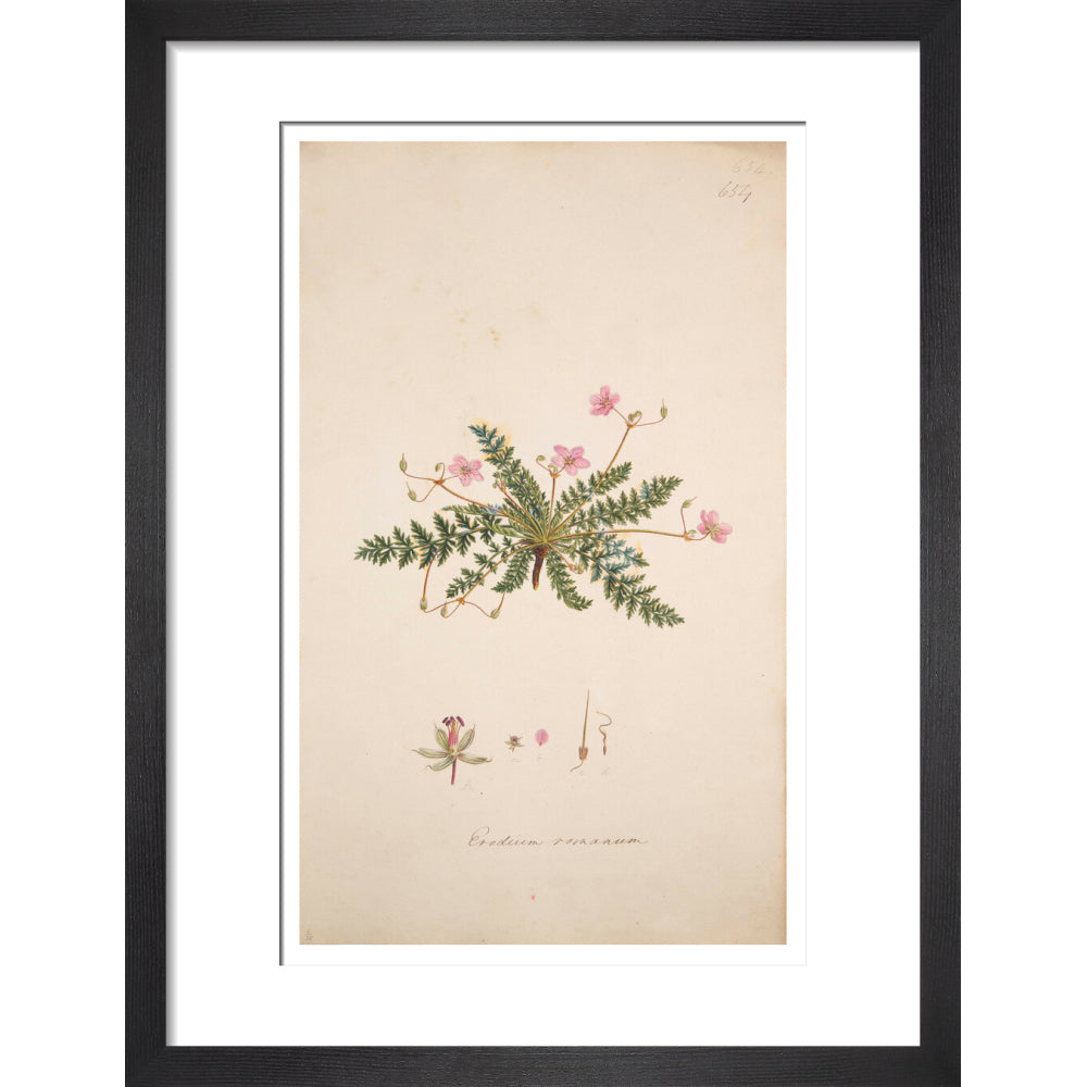 Erodium romanum - Art print