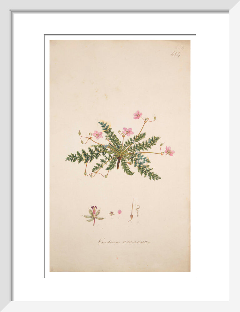 Erodium romanum - Art print