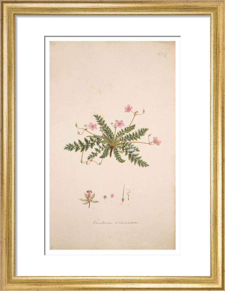 Erodium romanum - Art print