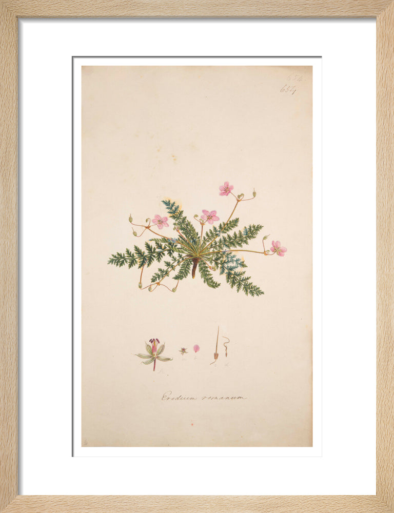 Erodium romanum - Art print