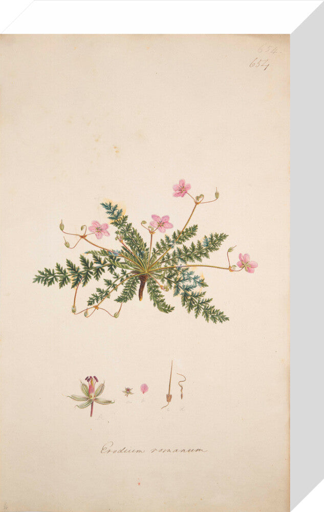 Erodium romanum - Art print