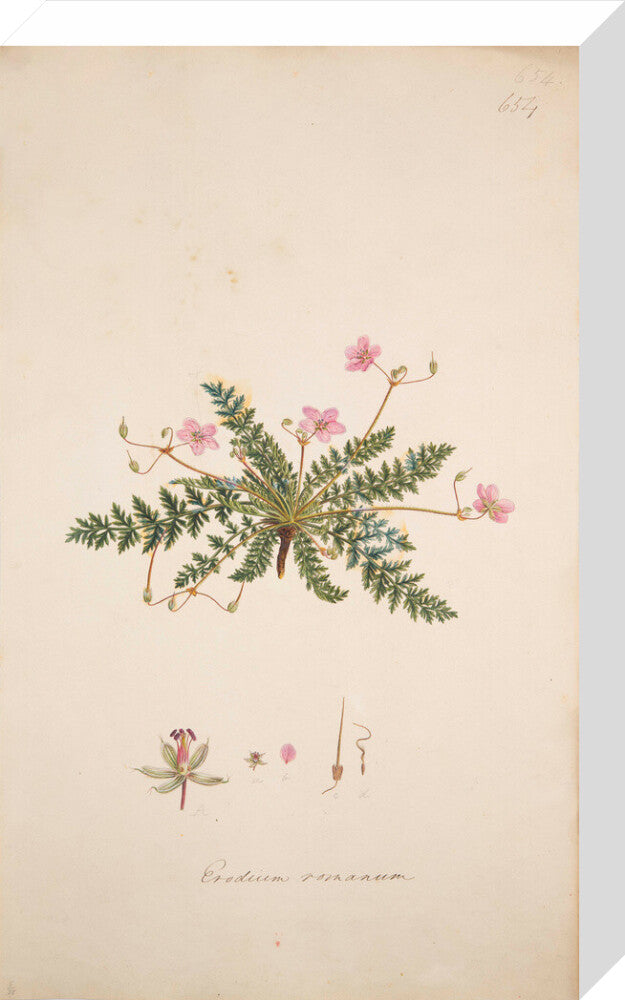 Erodium romanum - Art print