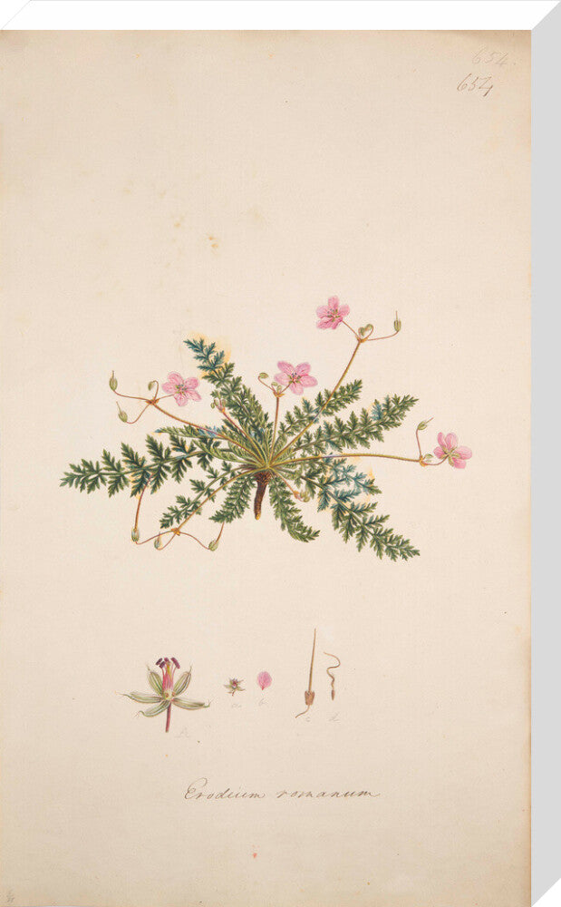 Erodium romanum - Art print