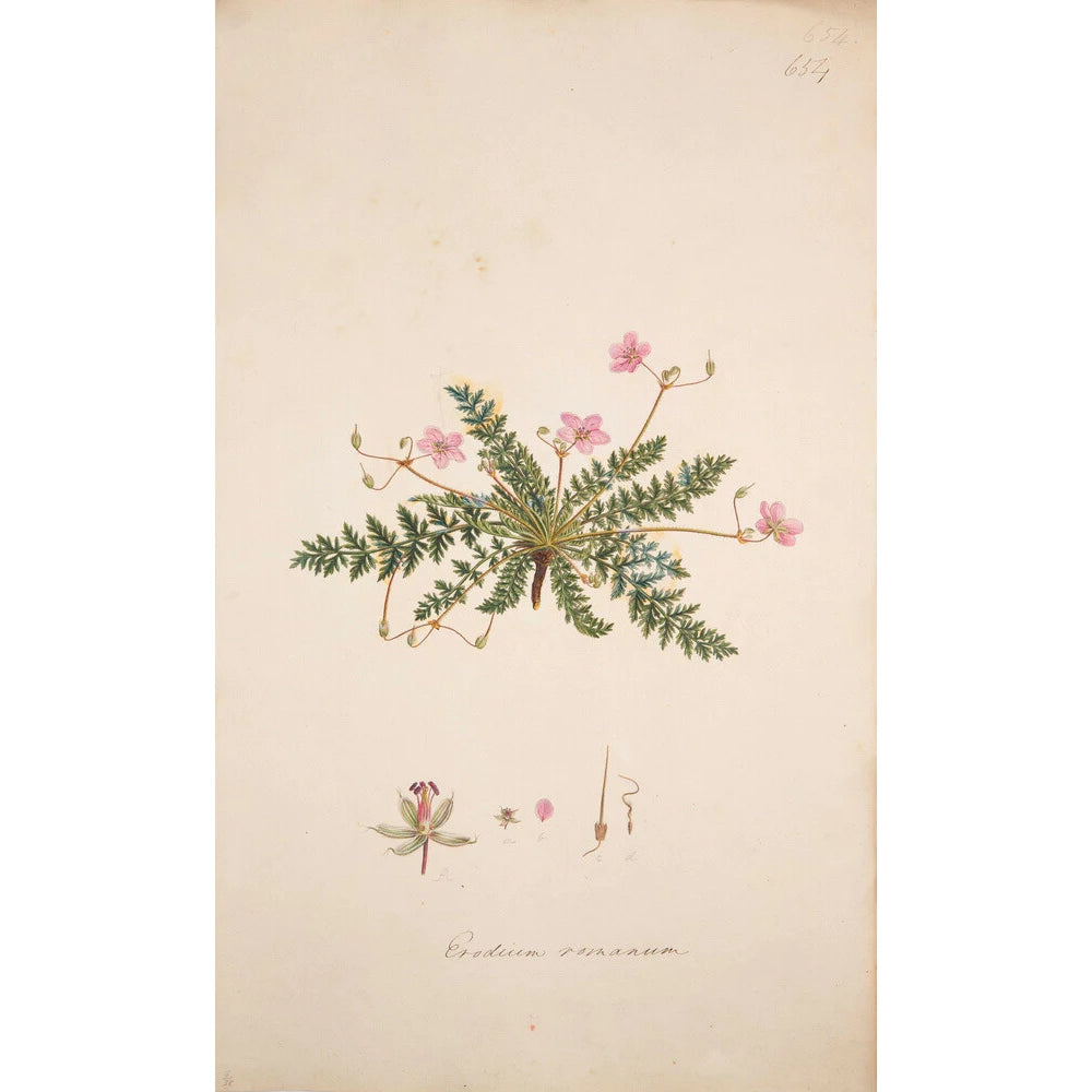 Erodium romanum - Art print