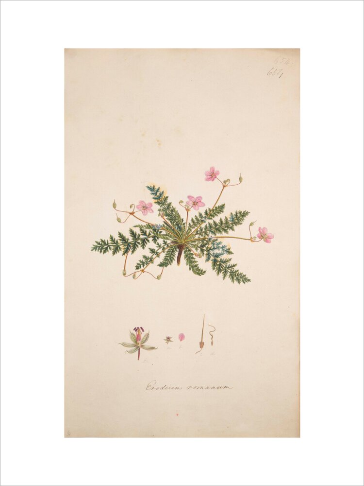 Erodium romanum - Art print
