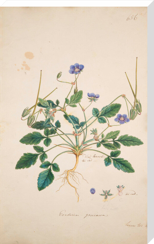 Erodium gruinum - Art print