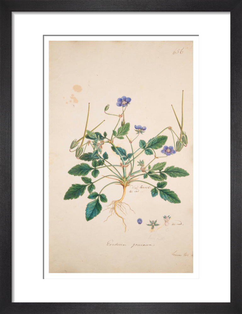 Erodium gruinum - Art print