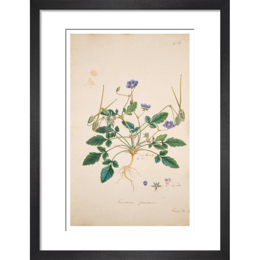 Erodium gruinum - Art print