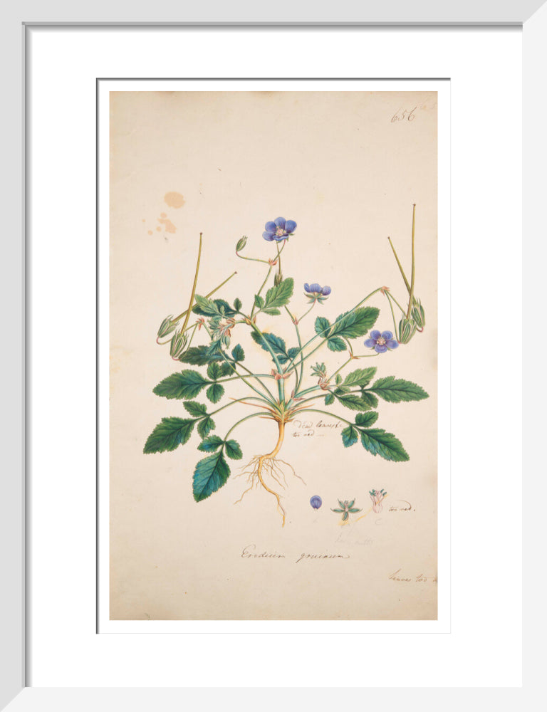 Erodium gruinum - Art print