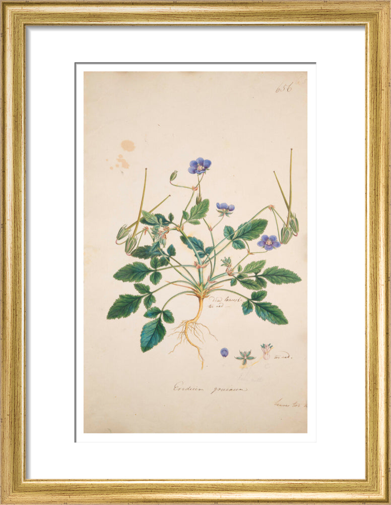 Erodium gruinum - Art print