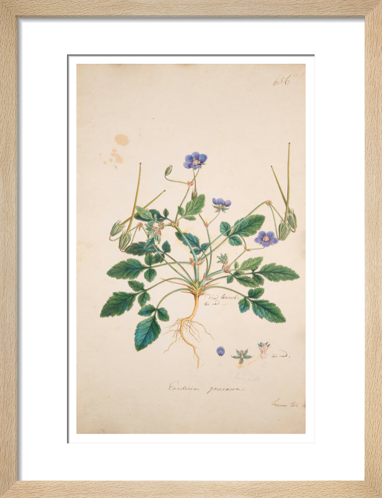 Erodium gruinum - Art print