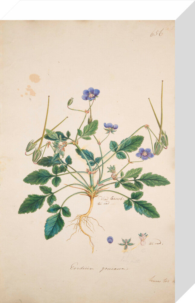 Erodium gruinum - Art print