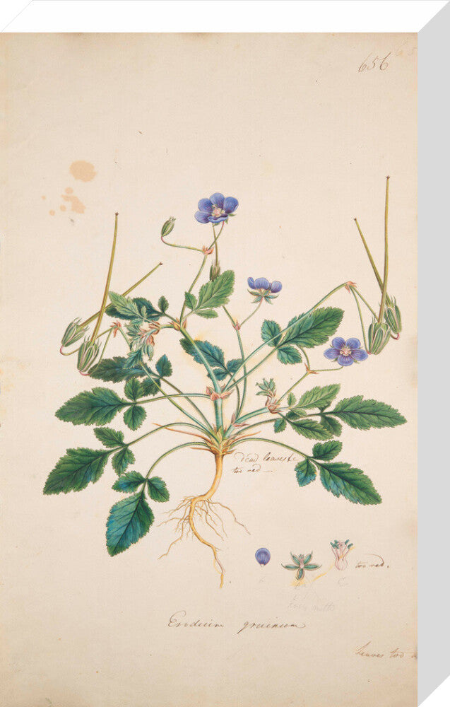 Erodium gruinum - Art print