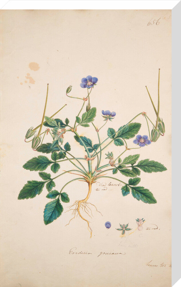Erodium gruinum - Art print
