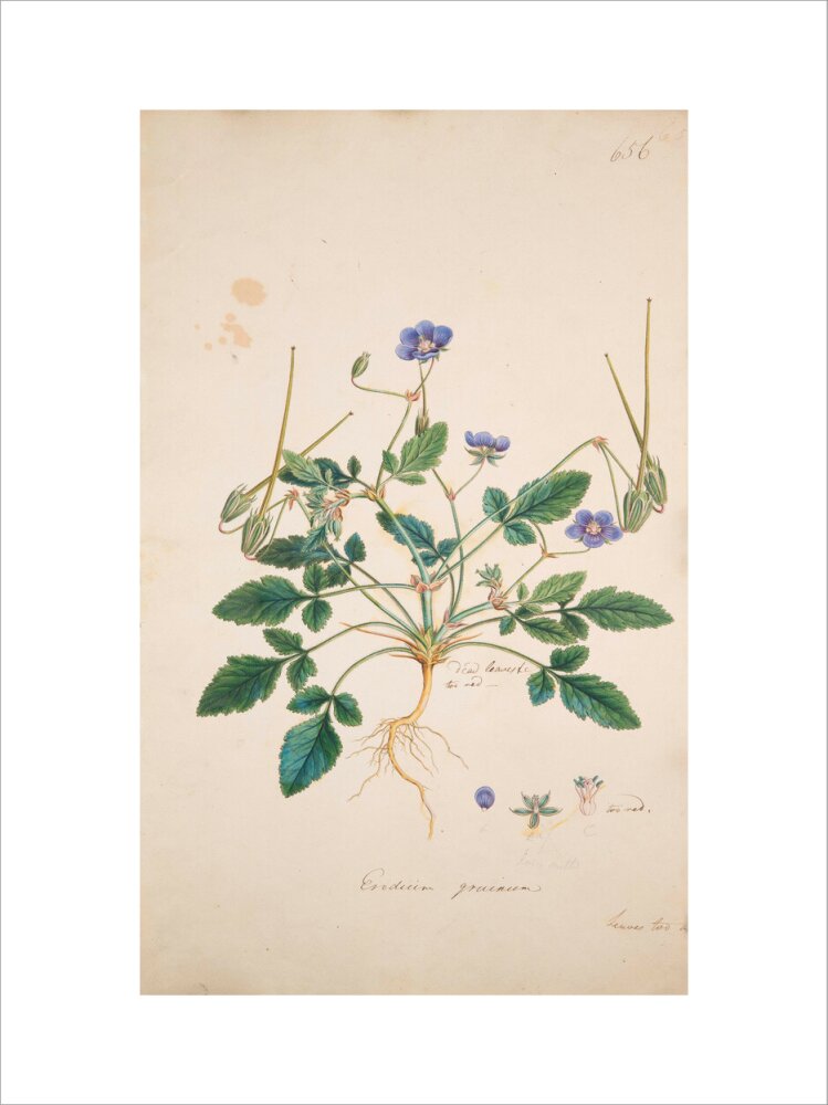 Erodium gruinum - Art print