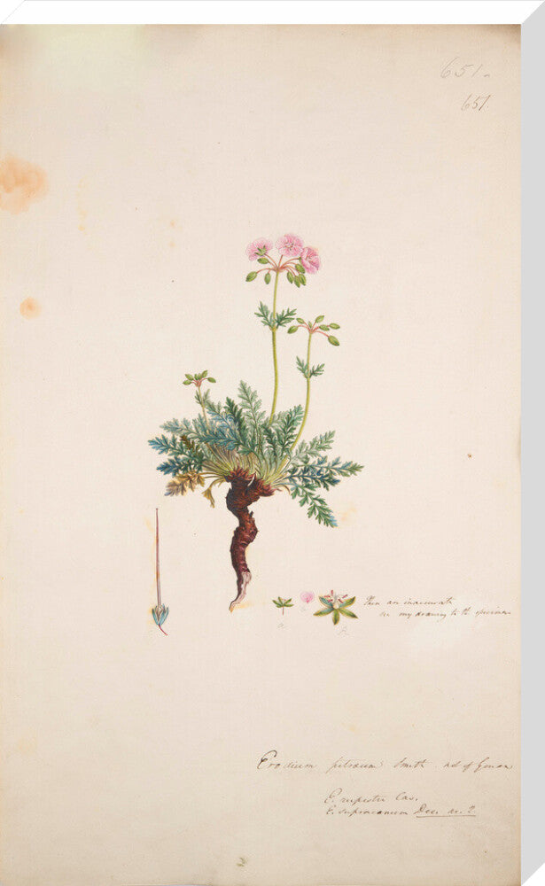 Erodium petraeum - Art print