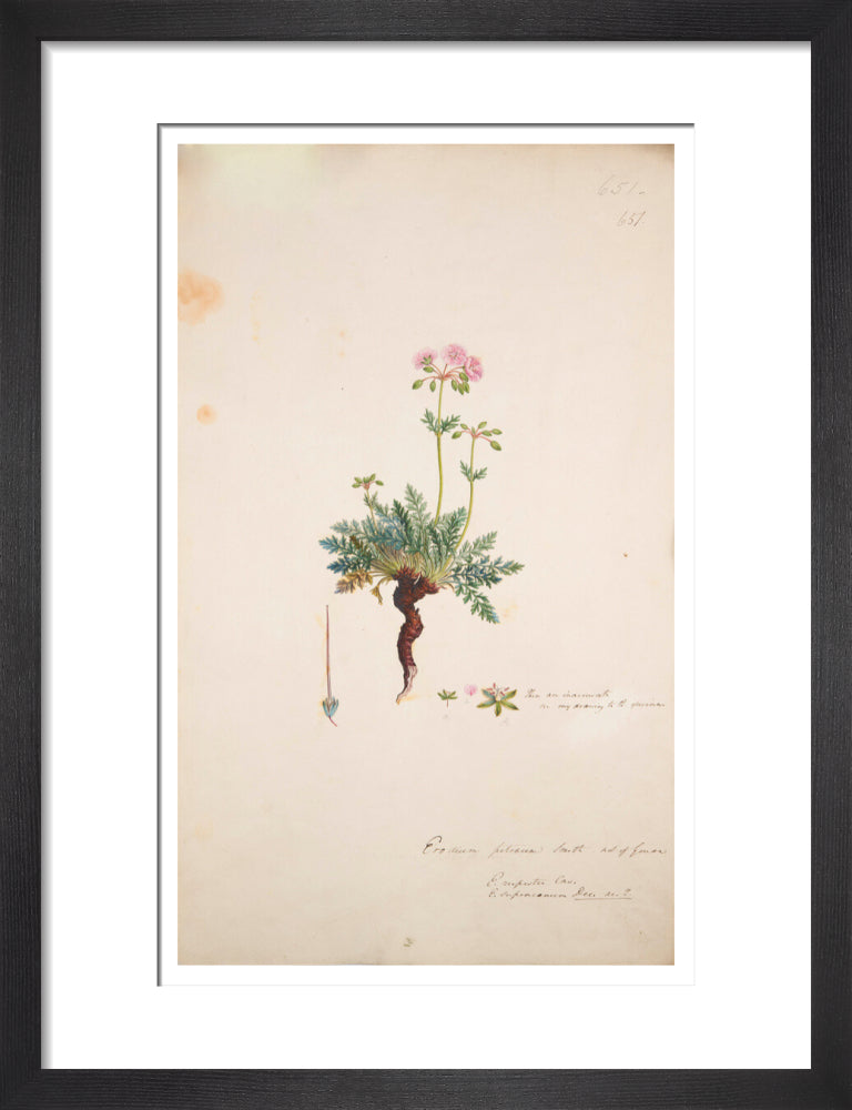 Erodium petraeum - Art print