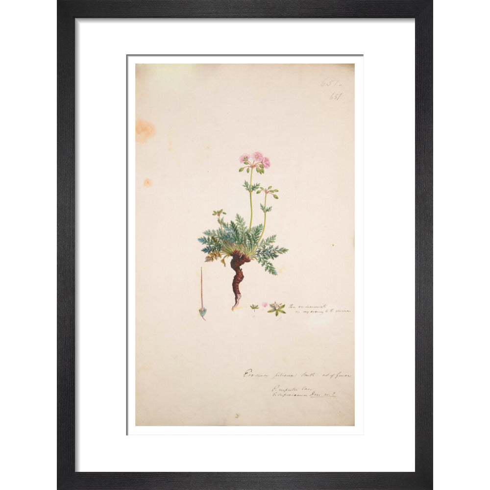 Erodium petraeum - Art print