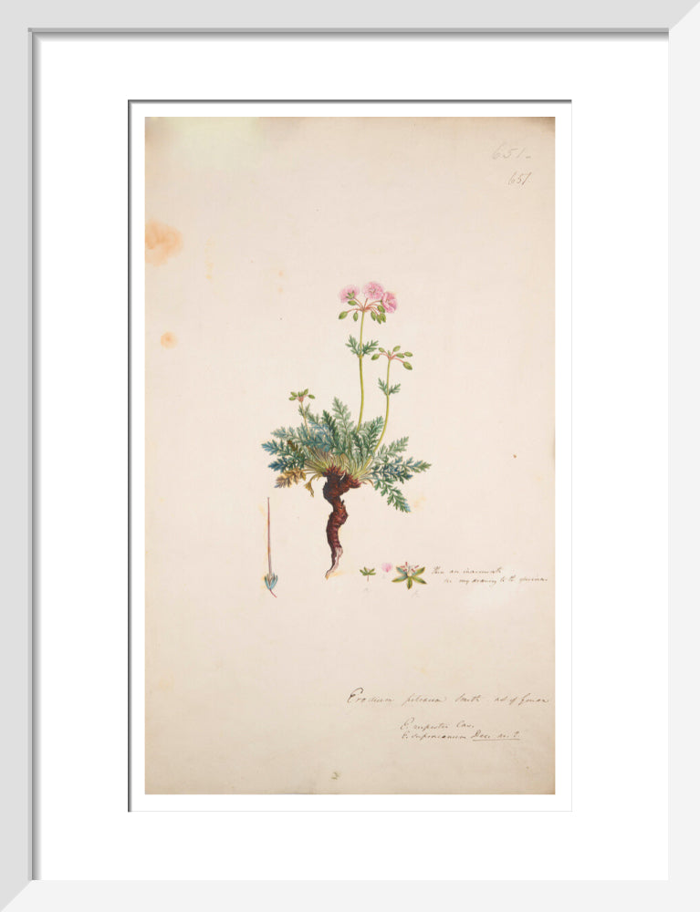 Erodium petraeum - Art print