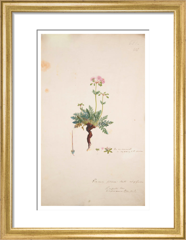 Erodium petraeum - Art print