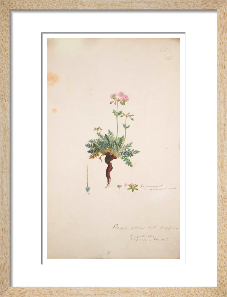 Erodium petraeum - Art print