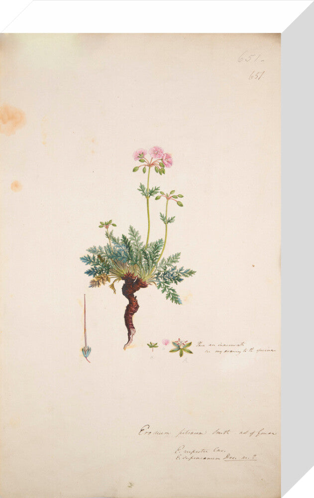 Erodium petraeum - Art print