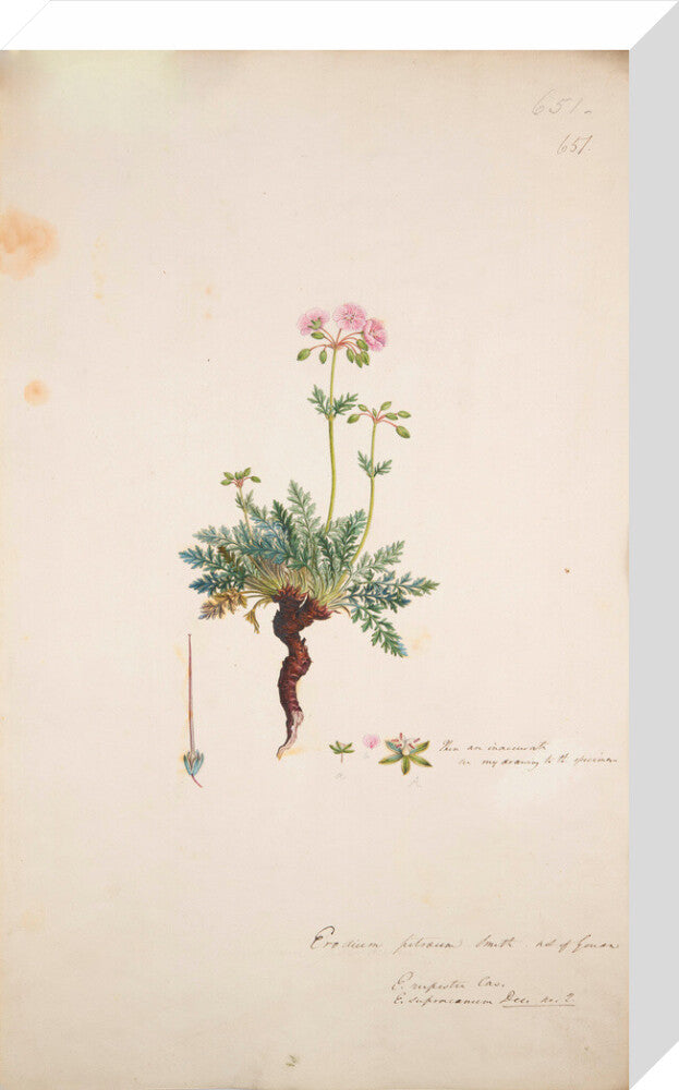 Erodium petraeum - Art print