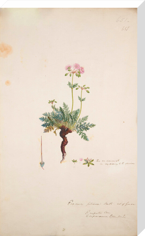 Erodium petraeum - Art print