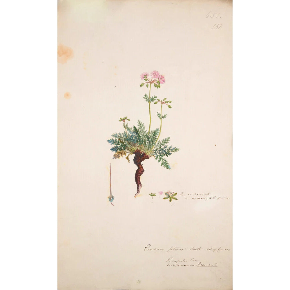 Erodium petraeum - Art print
