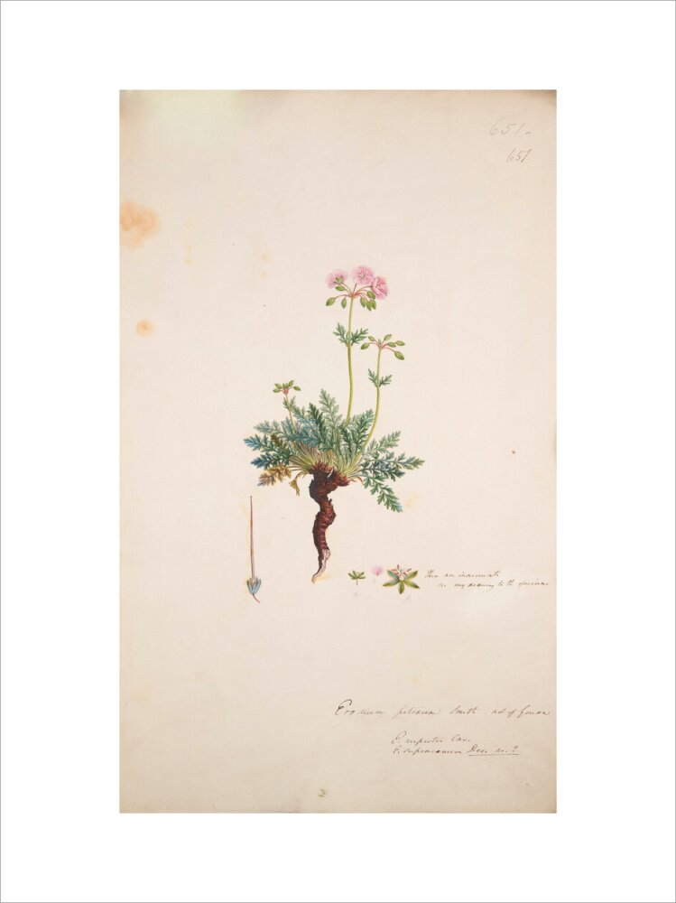 Erodium petraeum - Art print