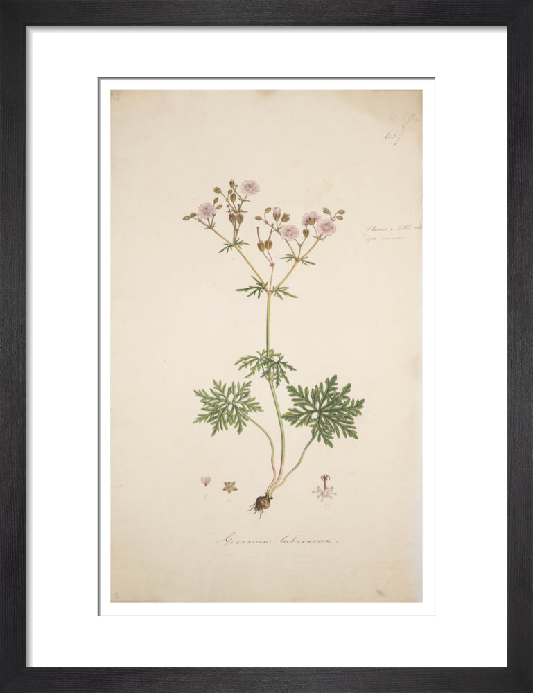 Geranium tuberosum - Art print