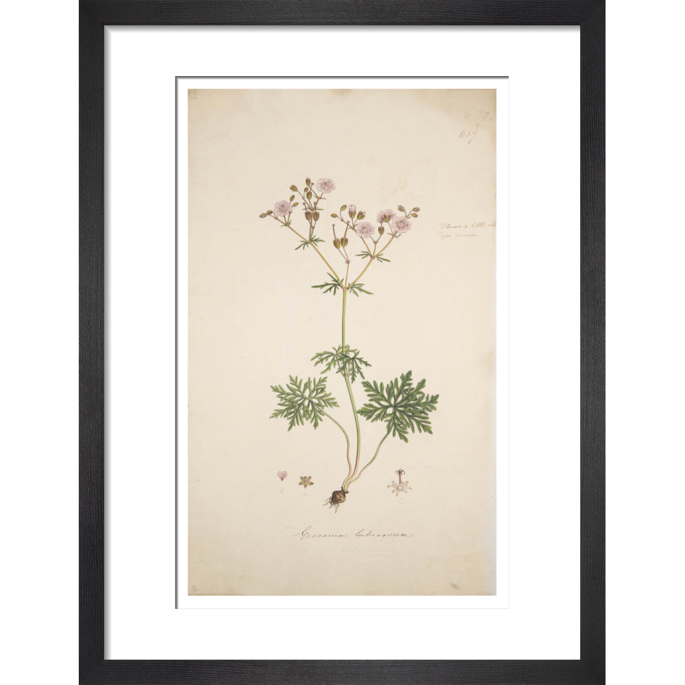 Geranium tuberosum - Art print