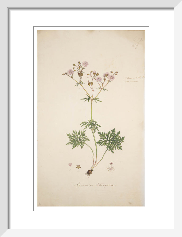 Geranium tuberosum - Art print