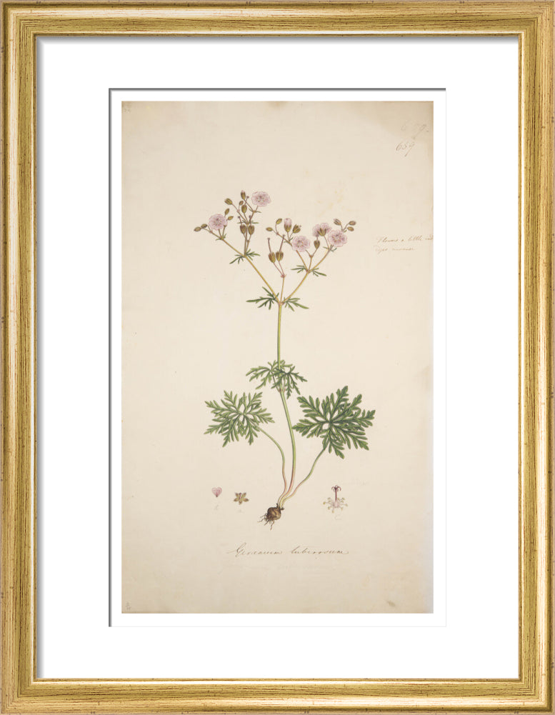 Geranium tuberosum - Art print