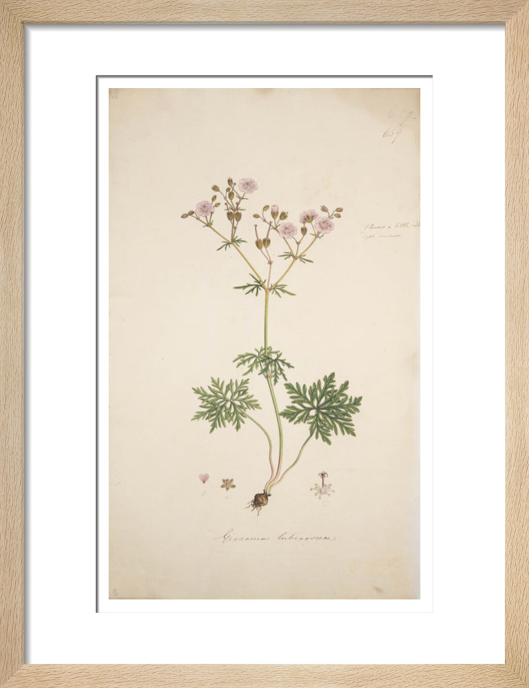 Geranium tuberosum - Art print