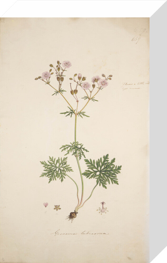 Geranium tuberosum - Art print