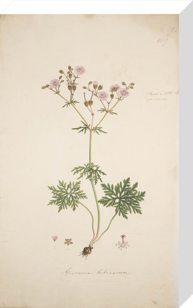 Geranium tuberosum - Art print