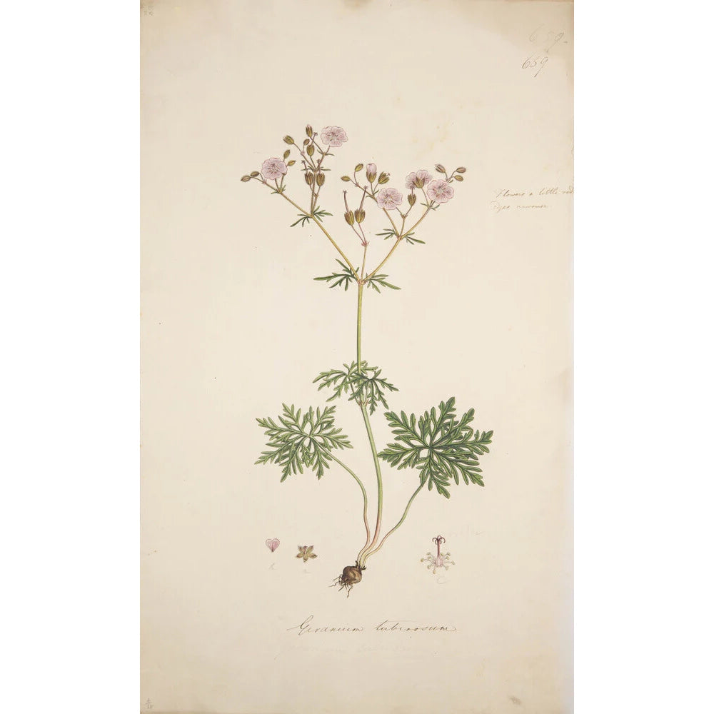 Geranium tuberosum - Art print